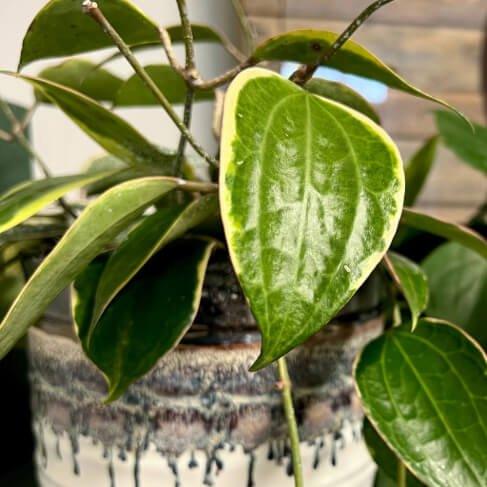 Close-up of a potted plant with clean green leaves