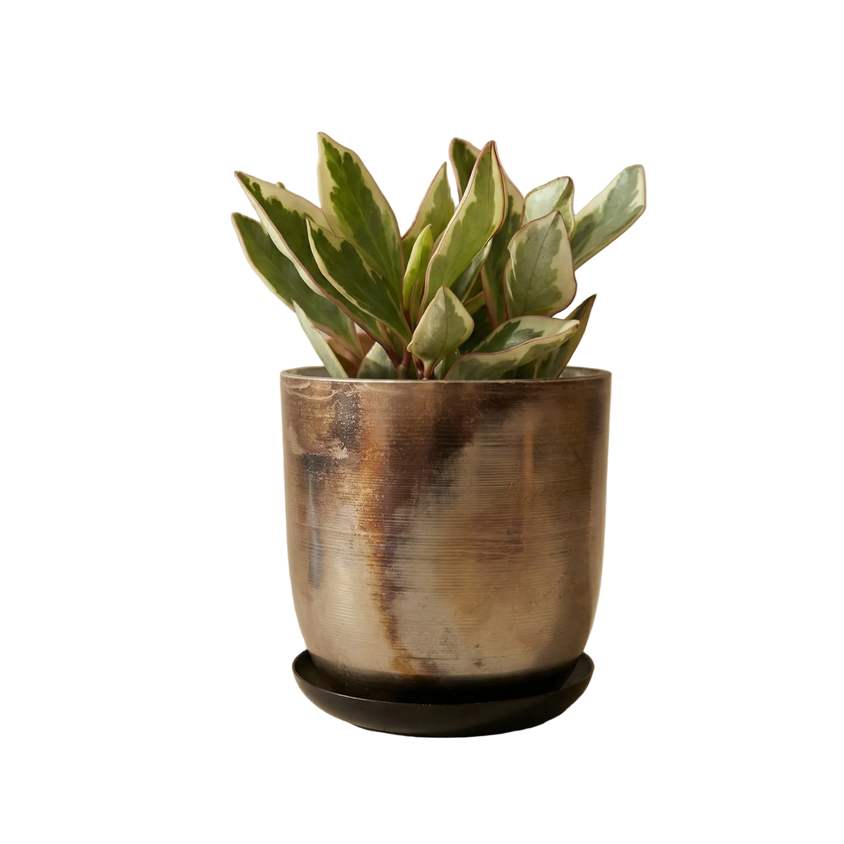 Potted plant with a metal pot on a white background
