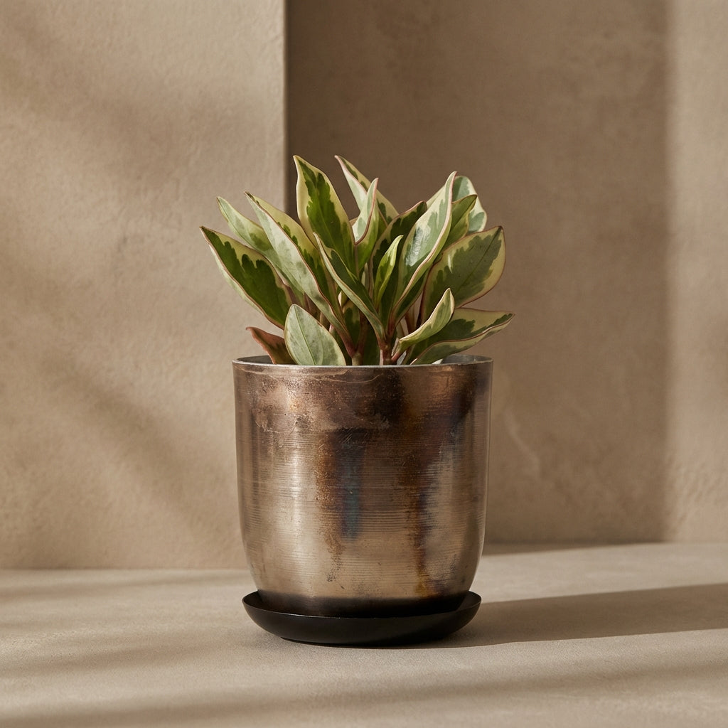 Potted plant in a metallic pot on a beige surface with a beige wall background