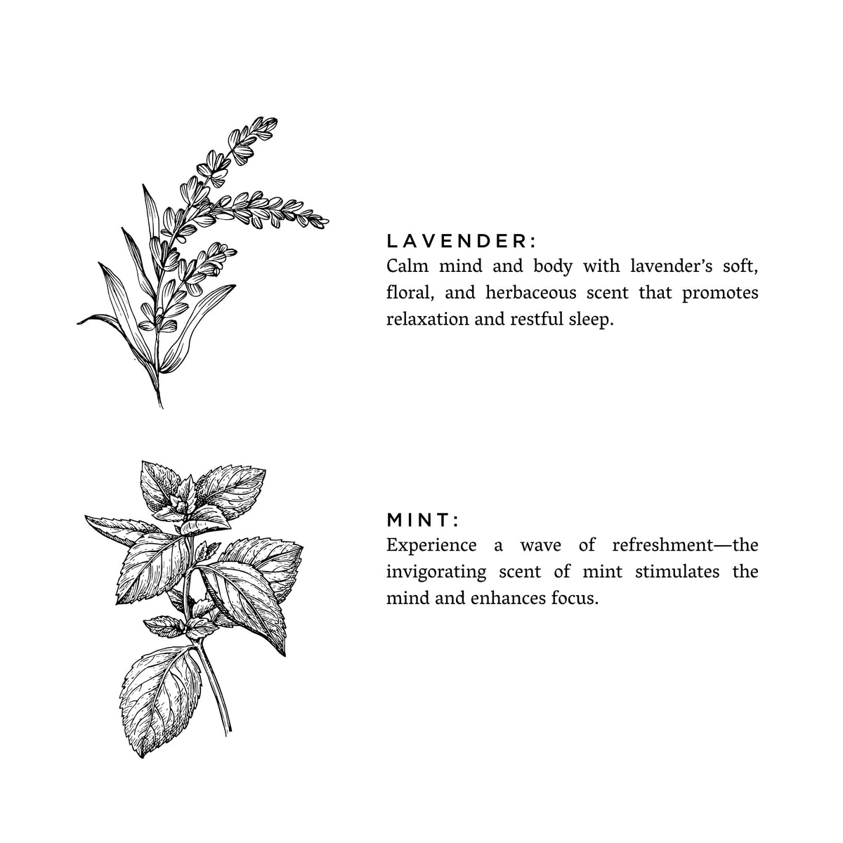 Illustrations of lavender and mint leaves with descriptive text on a white background