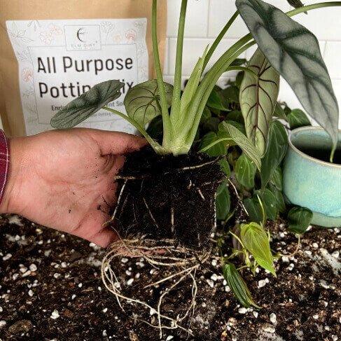 Person holding a plant with exposed roots over potting soil, with 'All Purpose Potting Mix' packaging in the background.