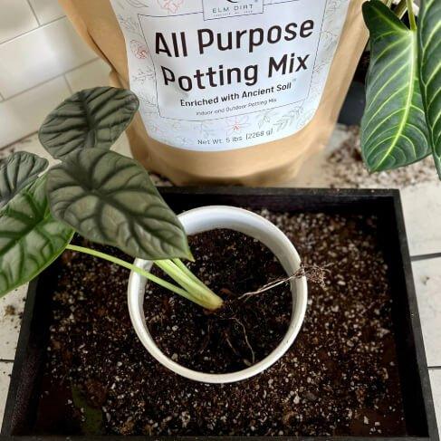 Potted plant with soil and a bag of All Purpose Potting Mix in the background.