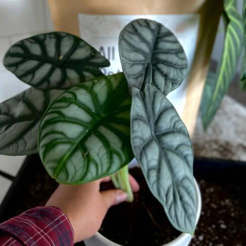 Person holding a potted plant with large, textured leaves.