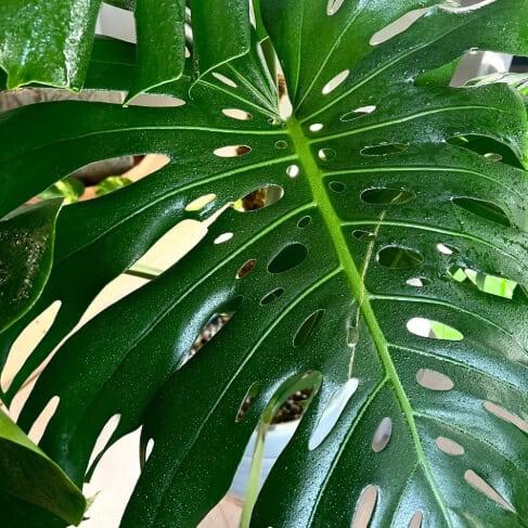 Close-up of a large green leaf with holes, possibly from a Monstera plant.