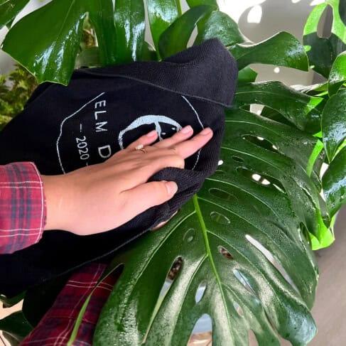 Person using a black cloth to wipe a green leaf