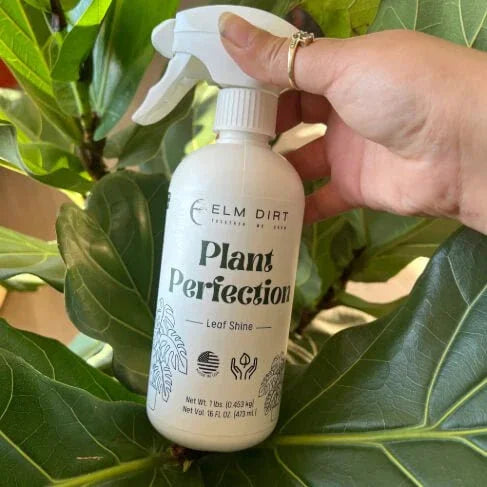 Hand holding a bottle of 'Plant Perfection' leaf shine spray against a plant background